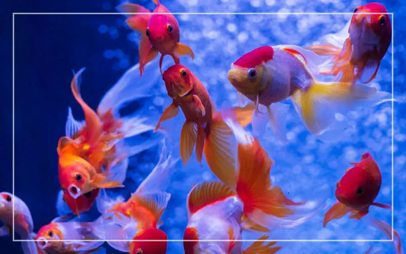best aquarium fish coldwater