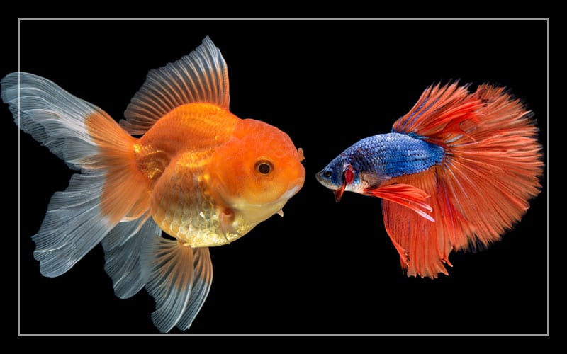 betta fish goldfish live together