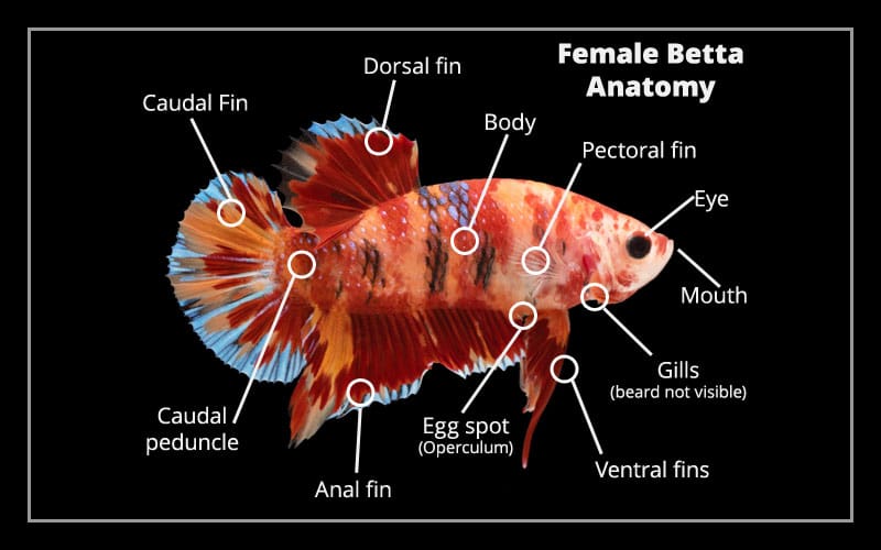 female betta fish anatomy