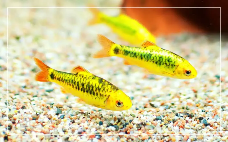 gold barb fish care