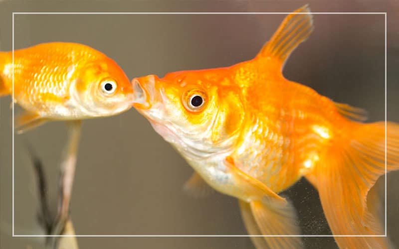 goldfish kiss each other