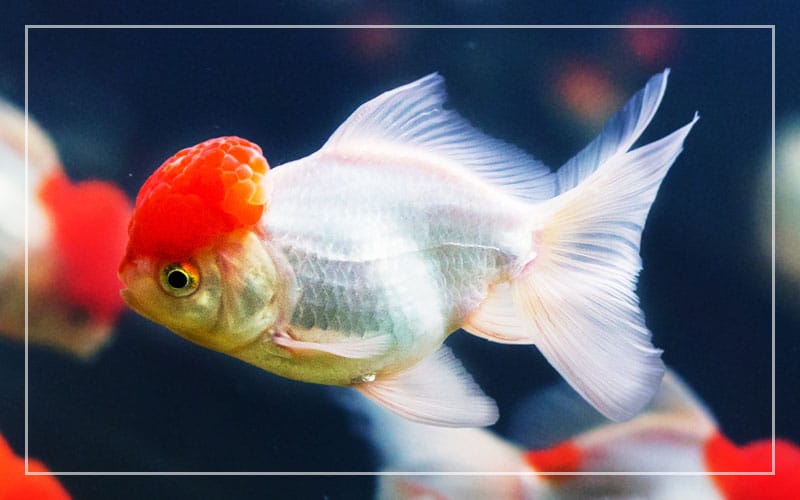 goldfish types breeds
