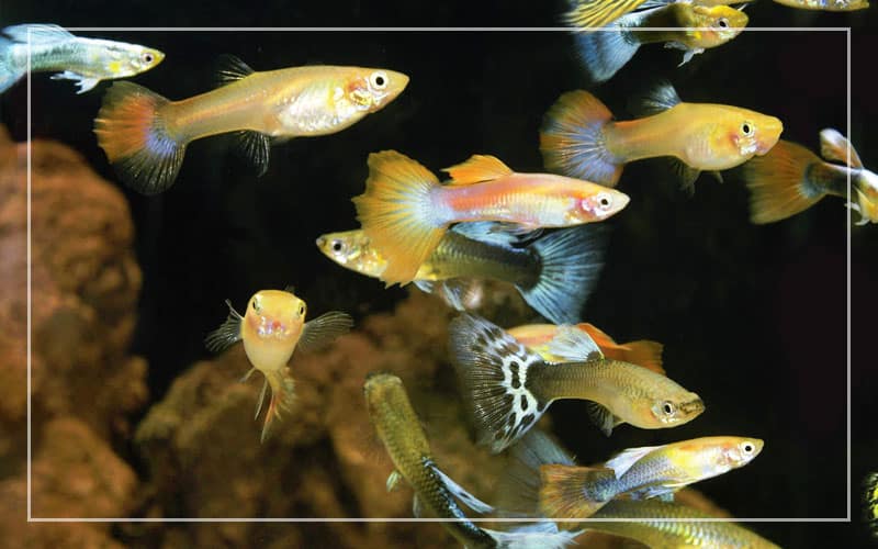 guppies survive live tap water