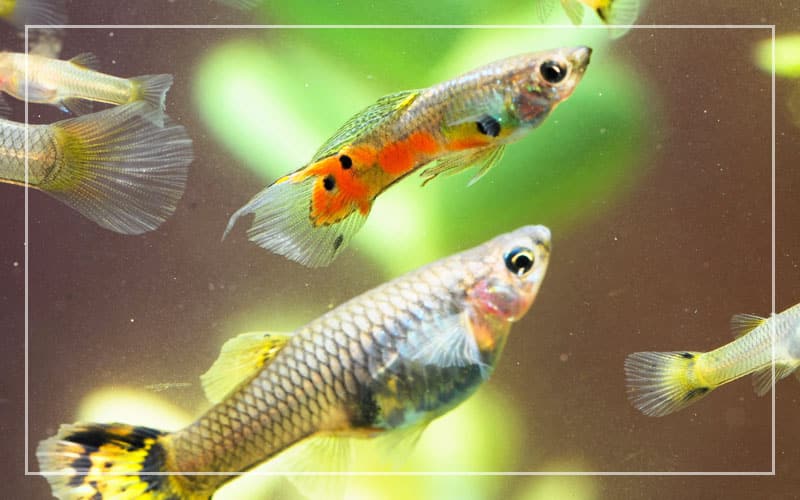most popular aquarium fish