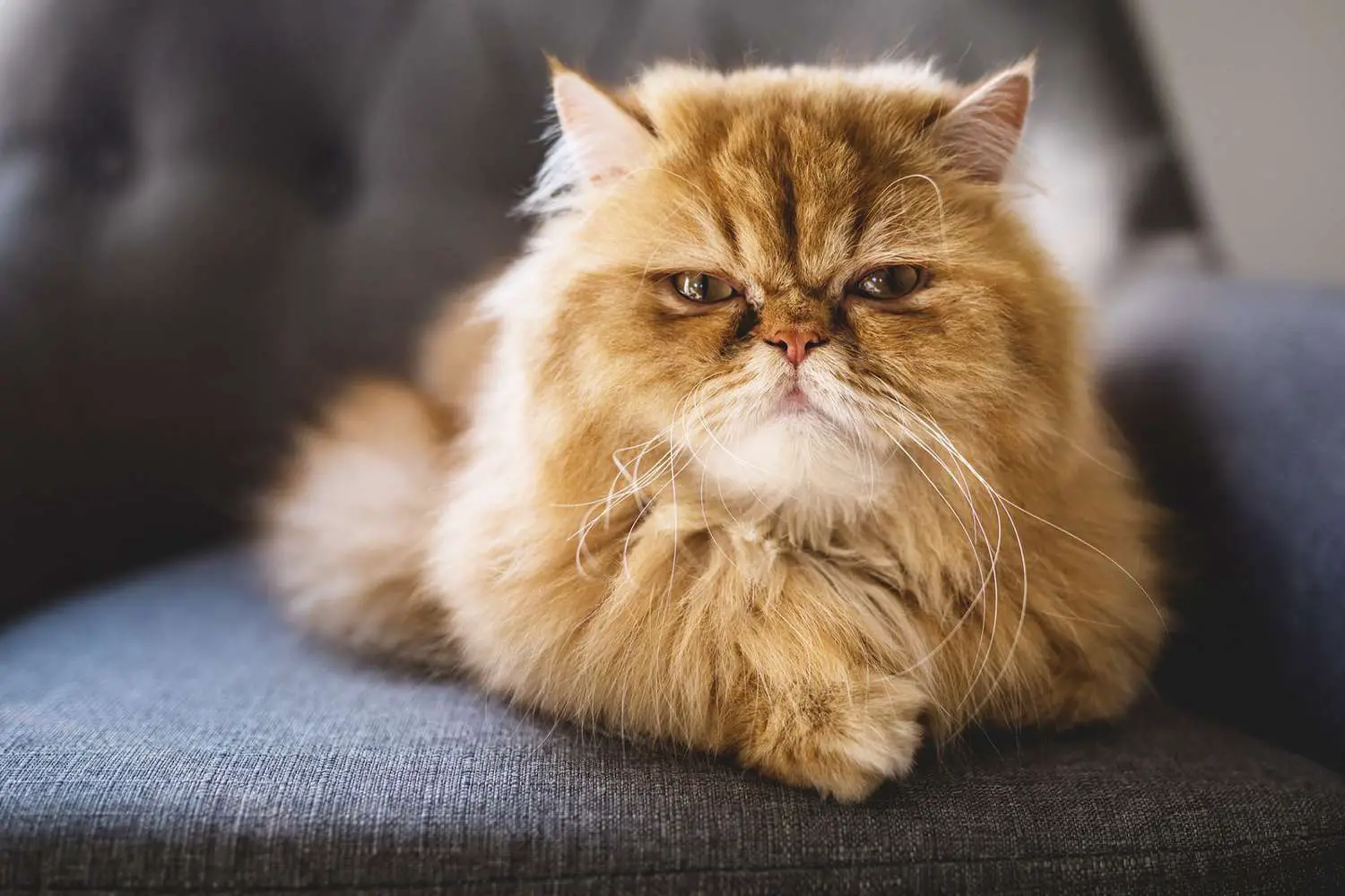 chat persan orange à l'air en colère