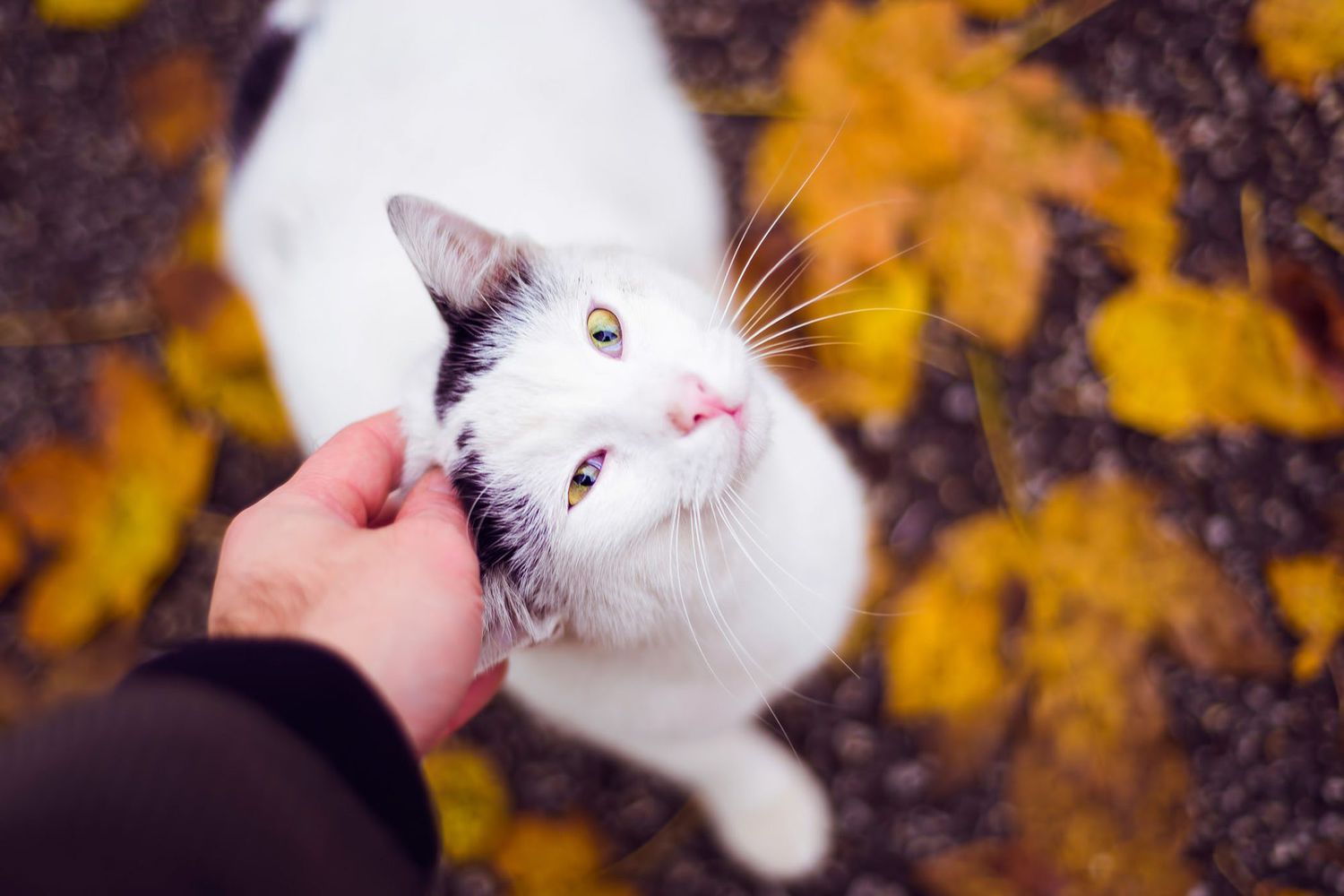 un homme caressant un chat debout sur des feuilles d'automne dorées ;  noms d'automne pour les chats