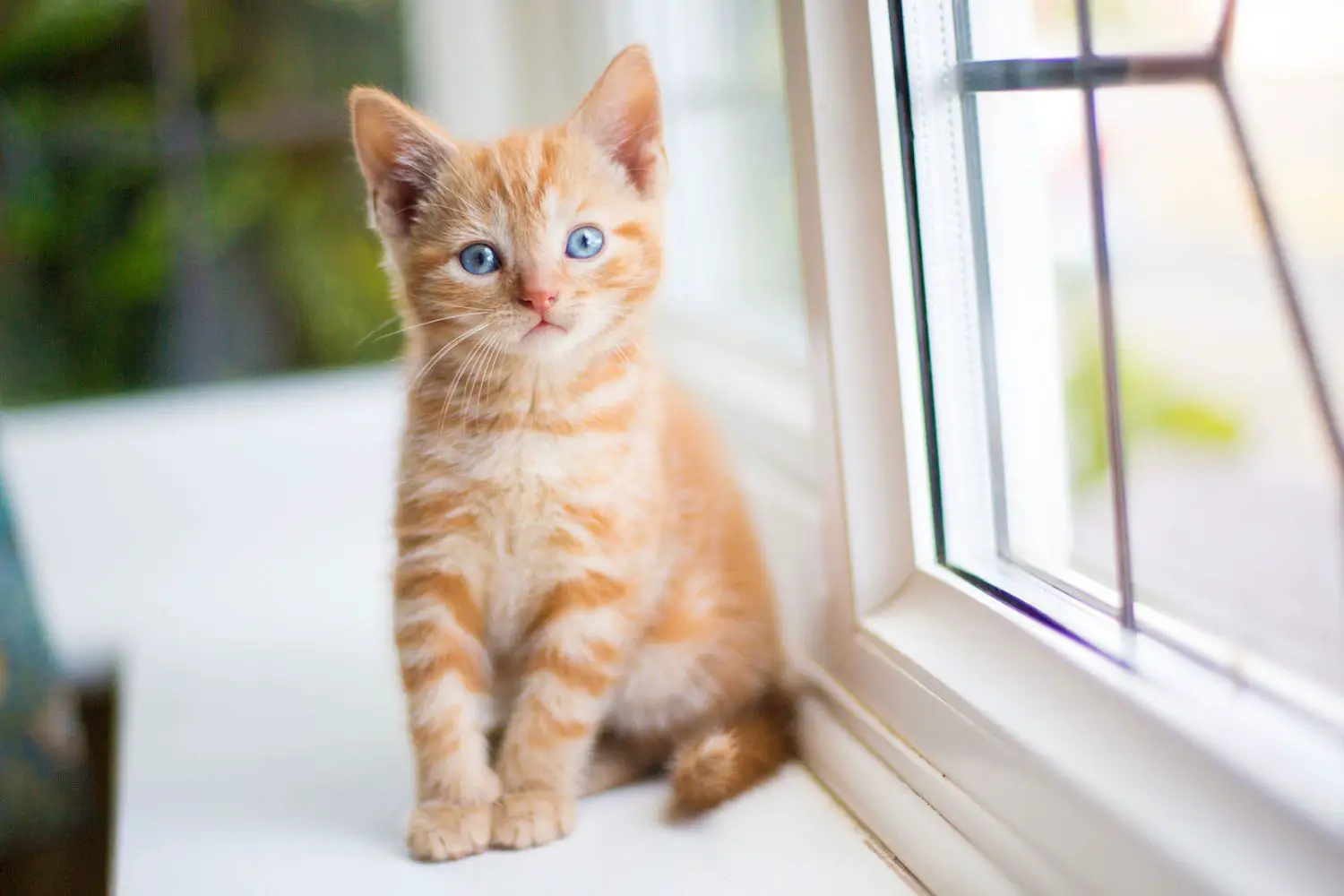 chaton orange, assis sur le rebord de la fenêtre ;  meilleurs noms de chattes