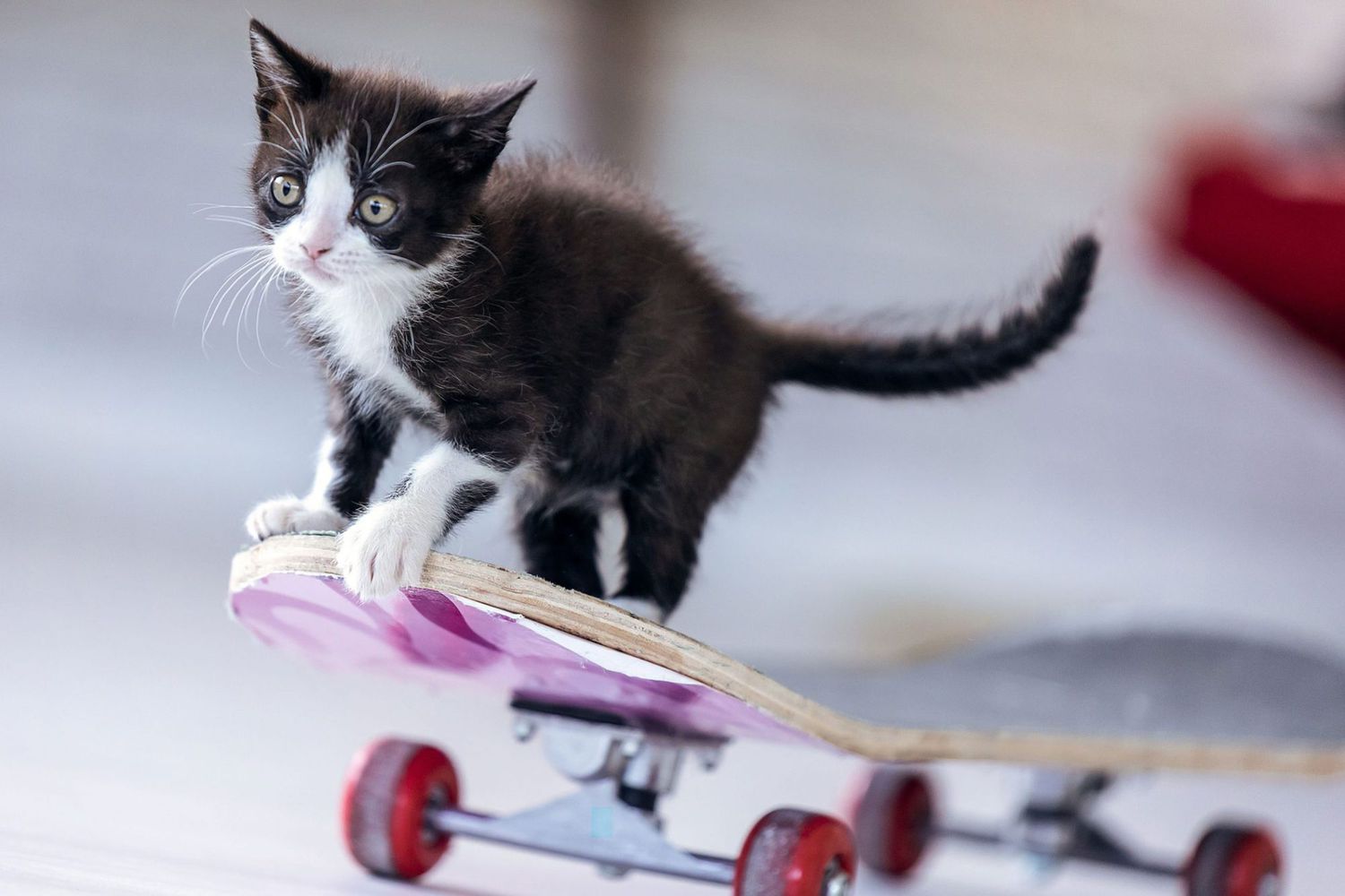chaton noir et blanc sur skateboard ;  noms de chats en noir et blanc