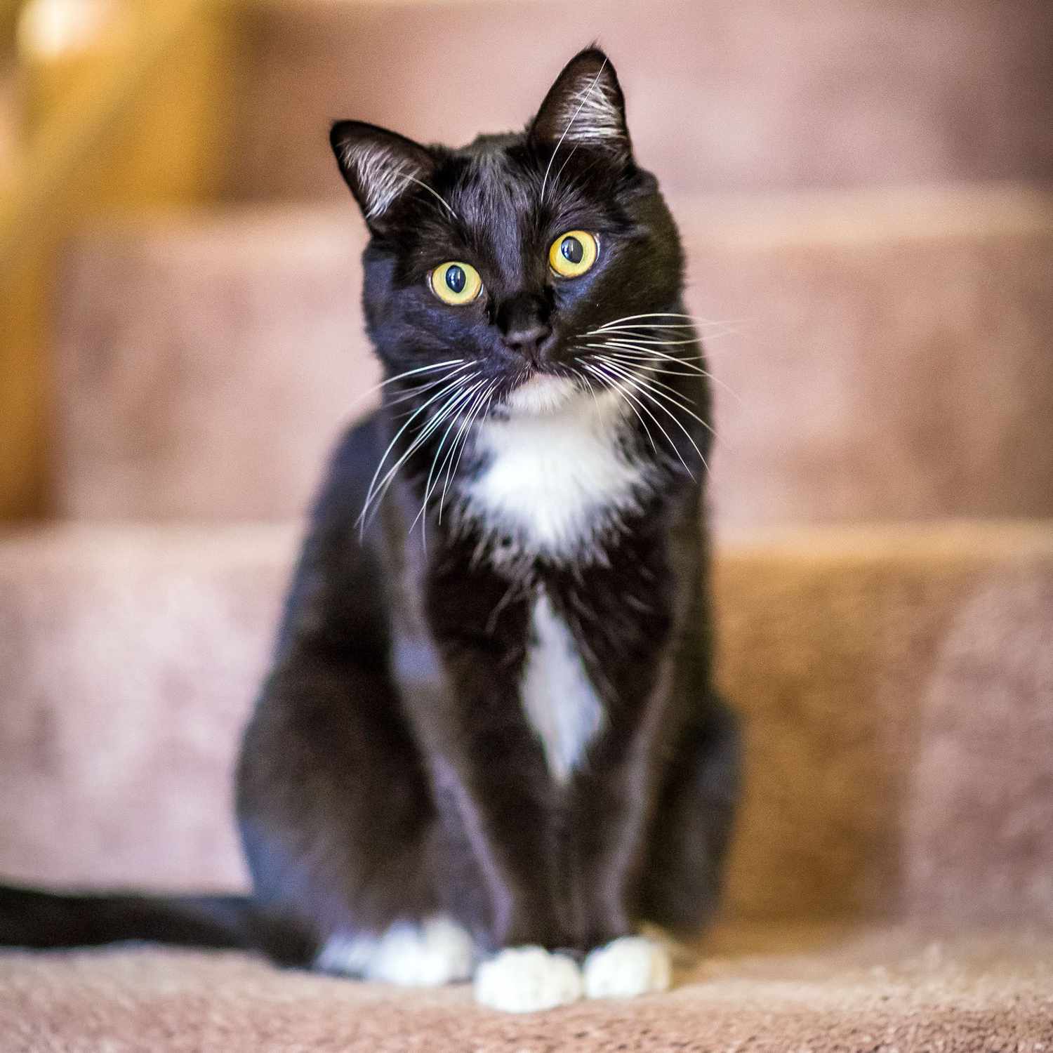 chat noir et blanc assis dans les escaliers