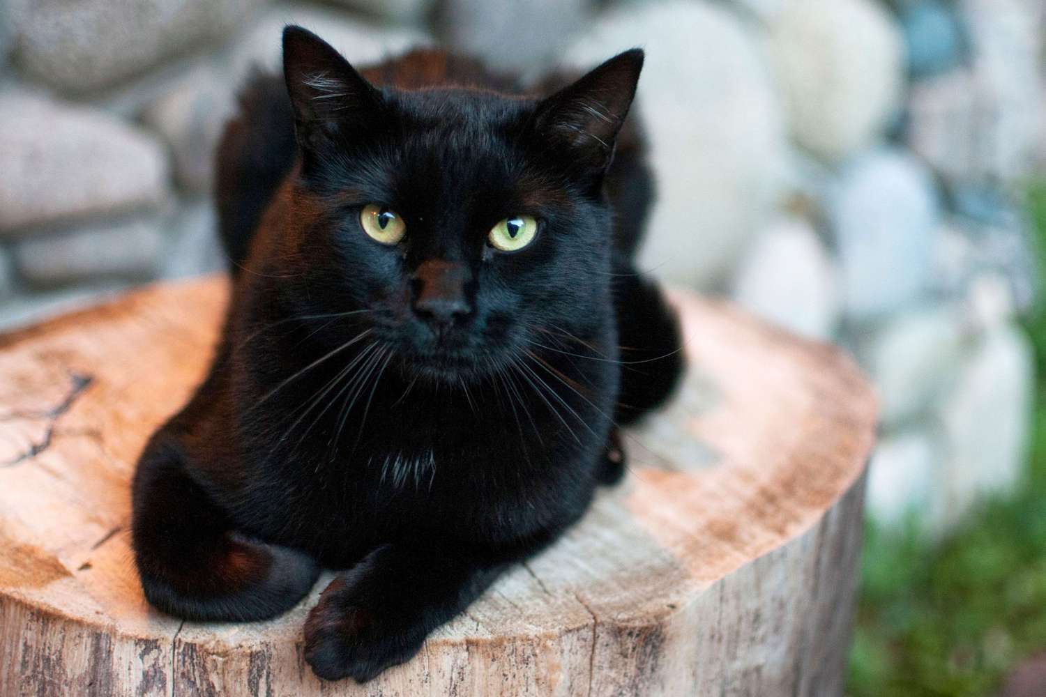 chat noir allongé sur une souche d'arbre