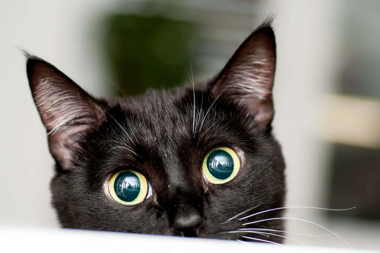 chat noir avec de grands yeux, regardant par-dessus le dessus de table