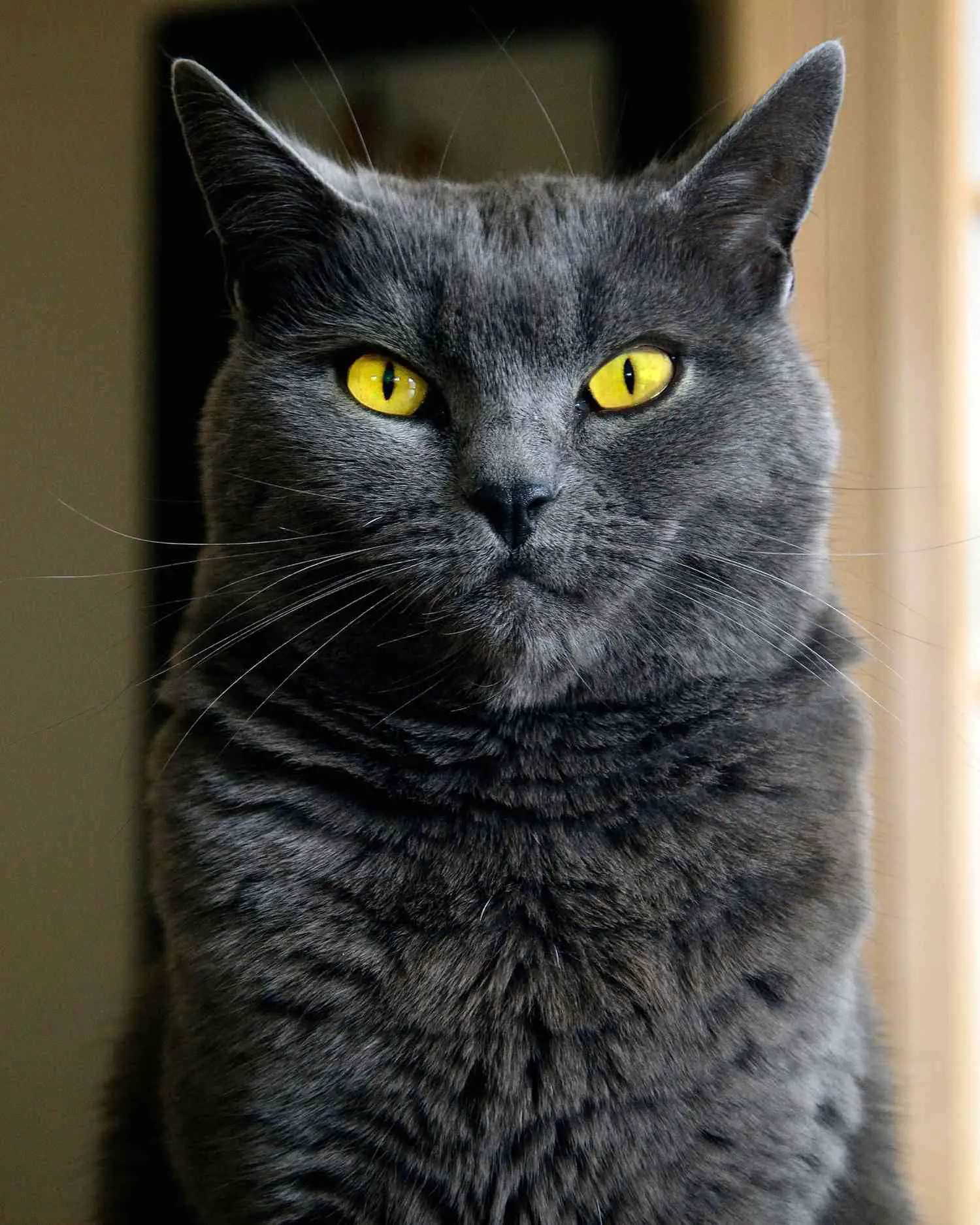 chat noir aux yeux jaunes frappants