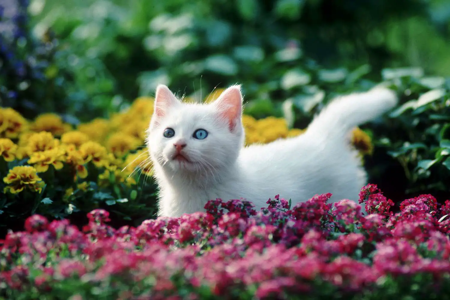 un chaton blanc aux yeux bleus se tient dans un champ ou des fleurs rouges et jaunes
