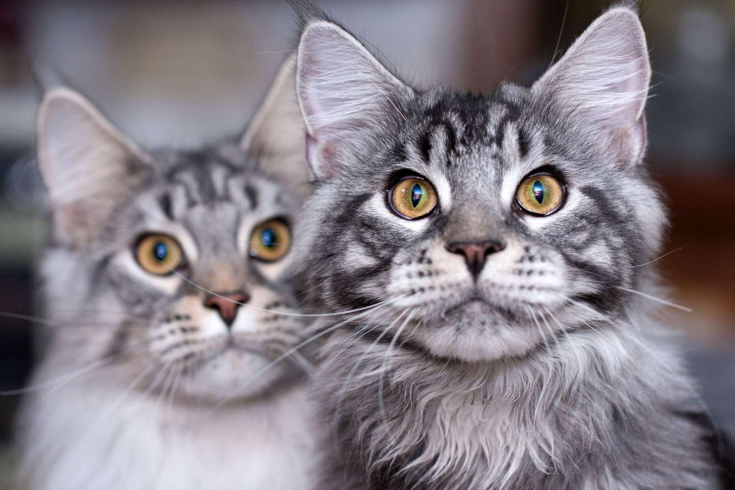 deux chats Maine Coon gris rayés