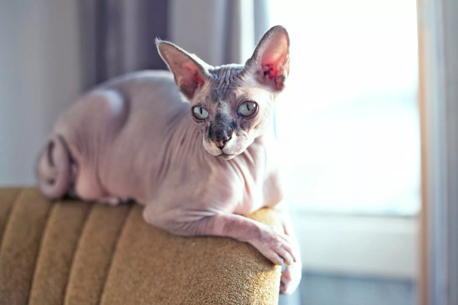 sphynx, un chat sans poils, se prélasse sur le dossier d'une chaise rembourrée