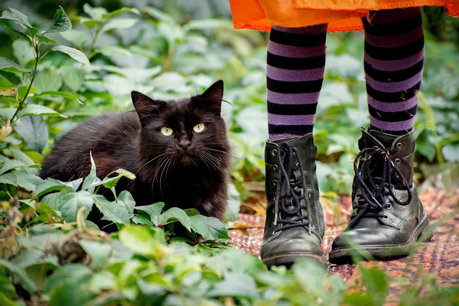 Chat noir d'Halloween assis dehors près des jambes d'une petite fille portant une robe orange, des collants rayés violets et des bottes en cuir