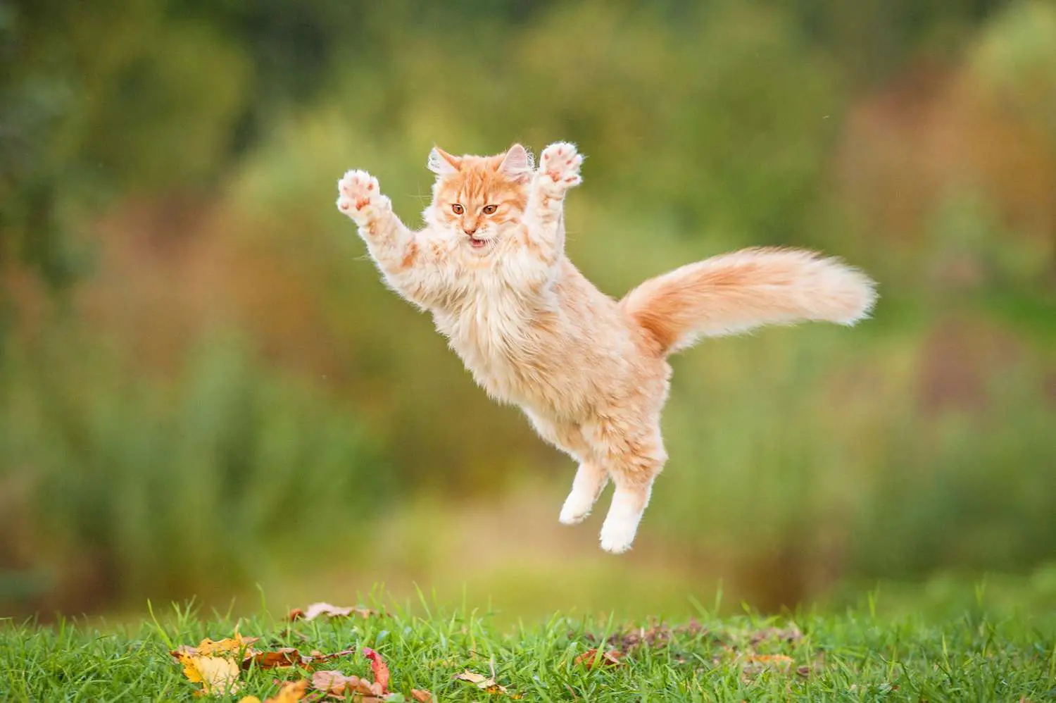 chaton orange qui saute