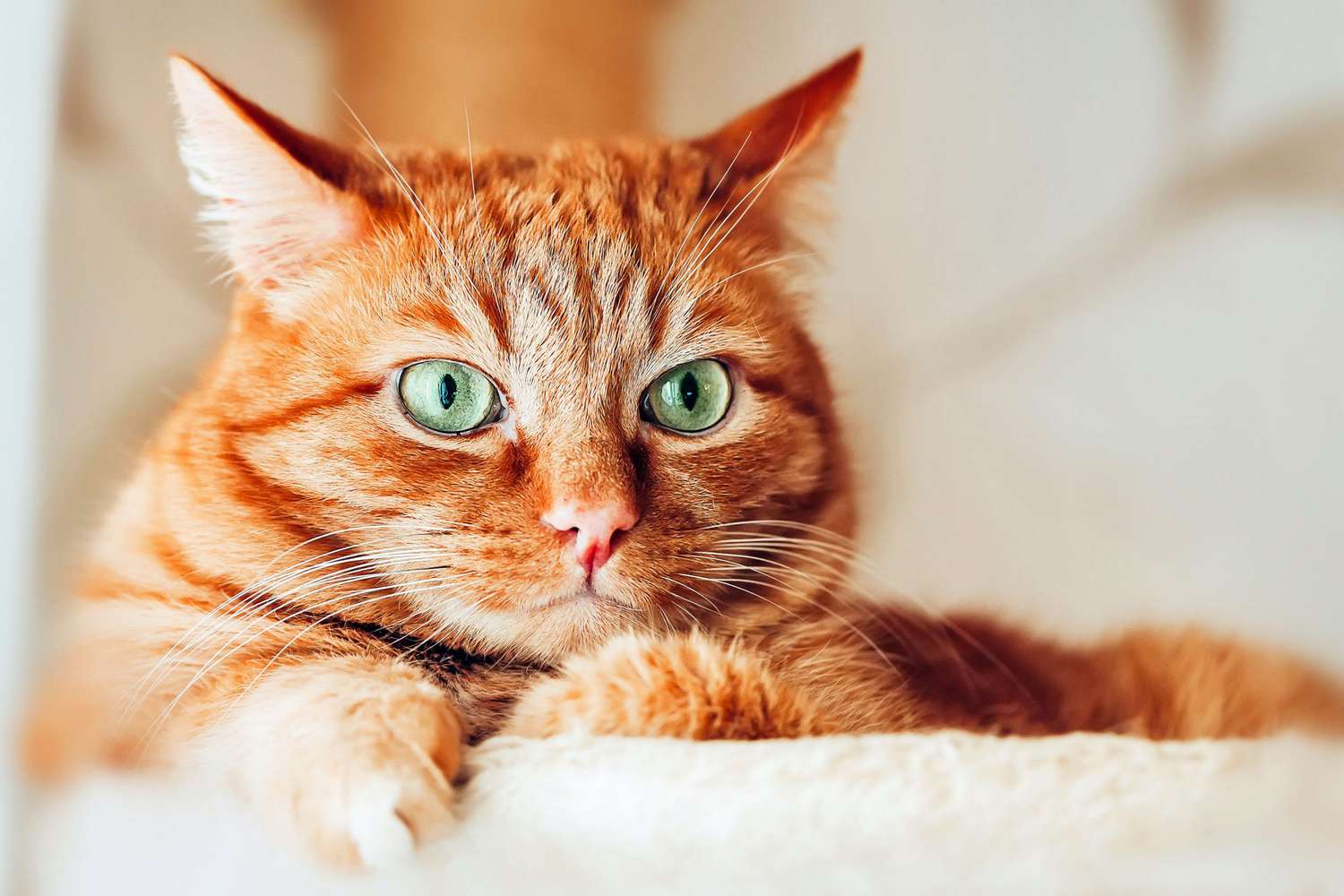 chat orange aux yeux verts sur perchoir