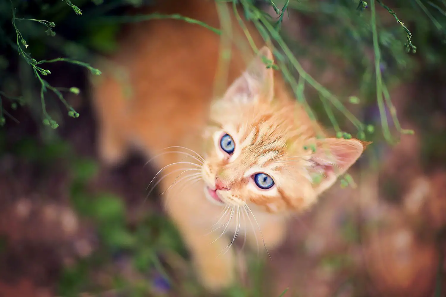 chaton orange dans l'herbe ;  noms de chats orange
