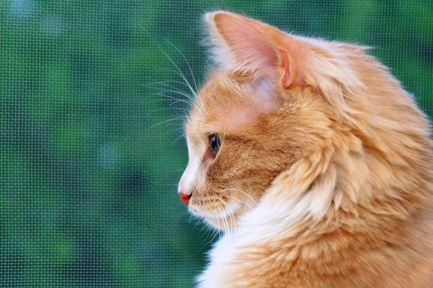 chat orange de profil sur fond vert