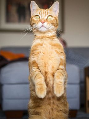 chat orange assis comme un suricate