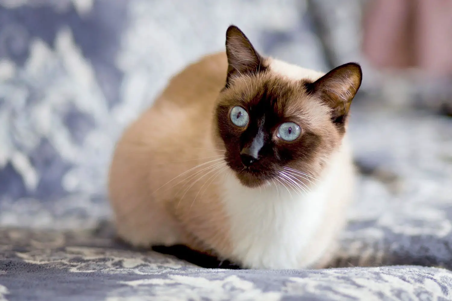 Un chat siamois repose sur une couette bleue