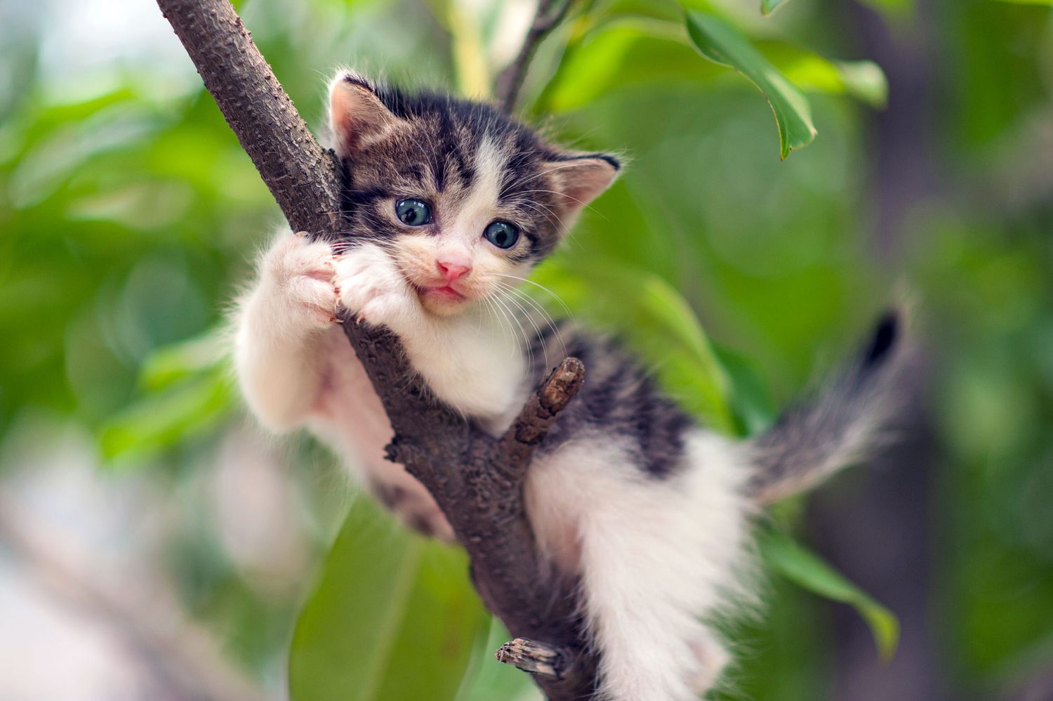 petit chaton accroché à une branche d'arbre