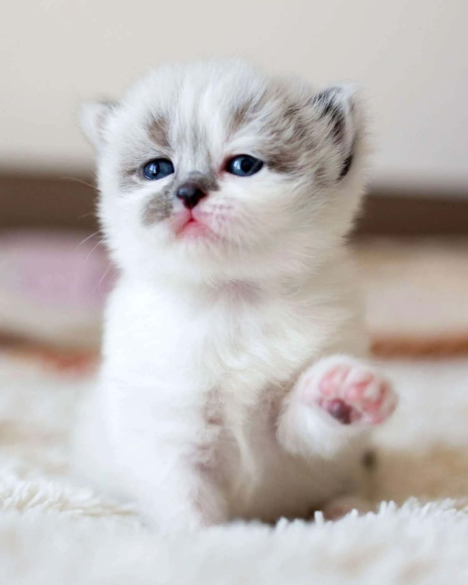 adorable petit chaton blanc avec une patte en agitant