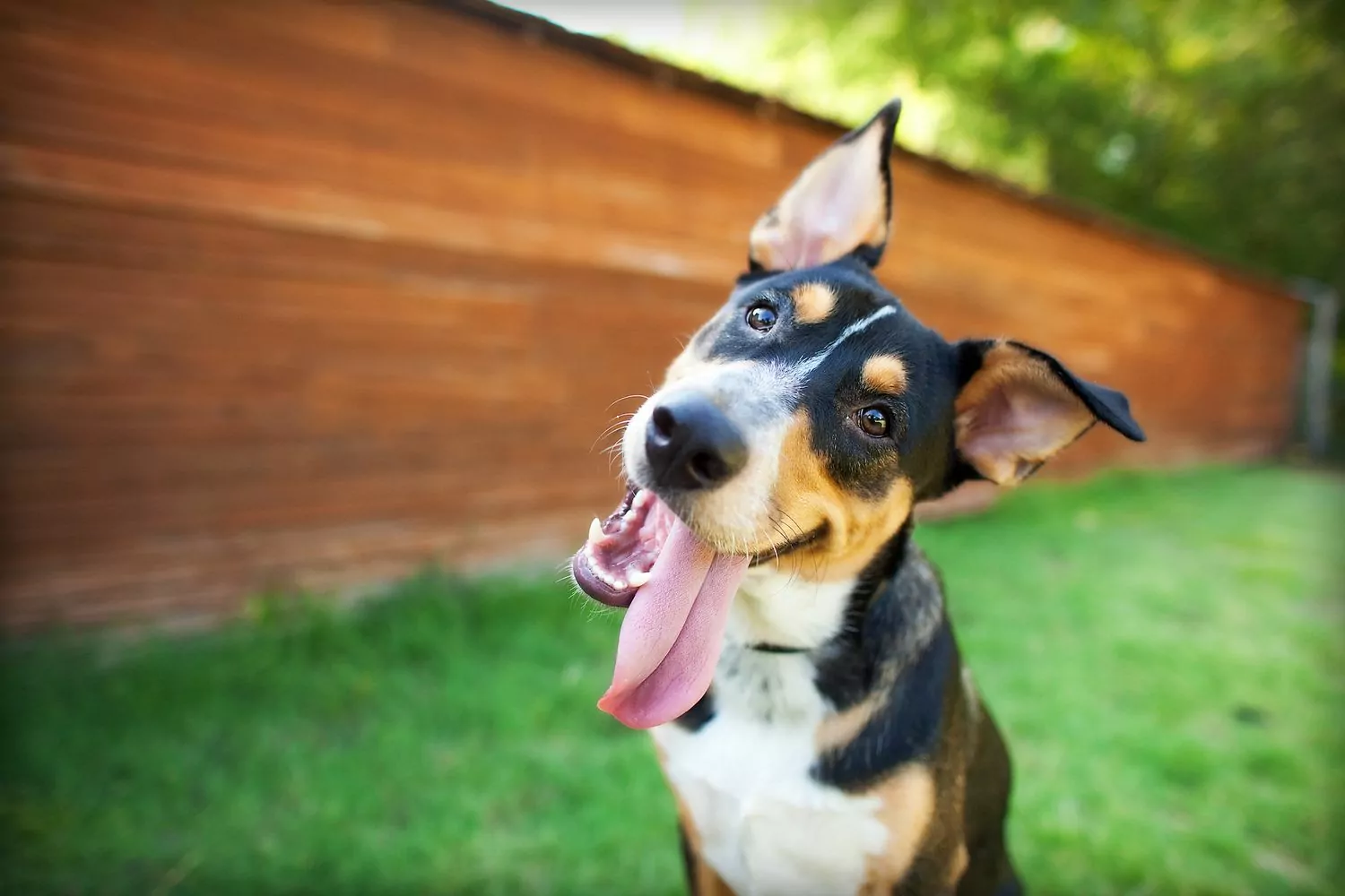 un chien noir, feu et blanc avec de grandes oreilles sourit à la caméra avec la langue sur le côté