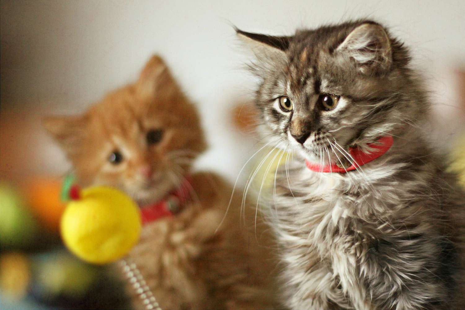 Deux chatons jouent avec une balle sur un bâton