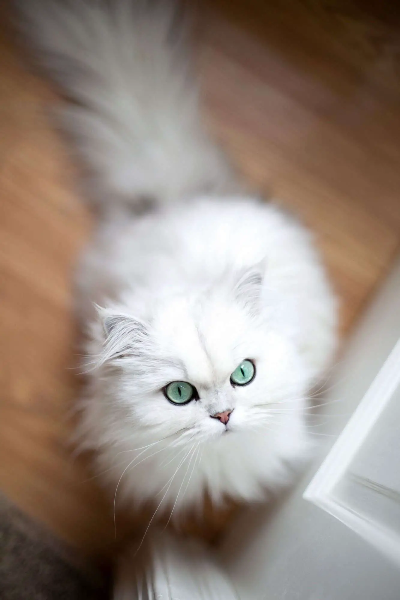 Persan blanc aux yeux verts chat d'en haut