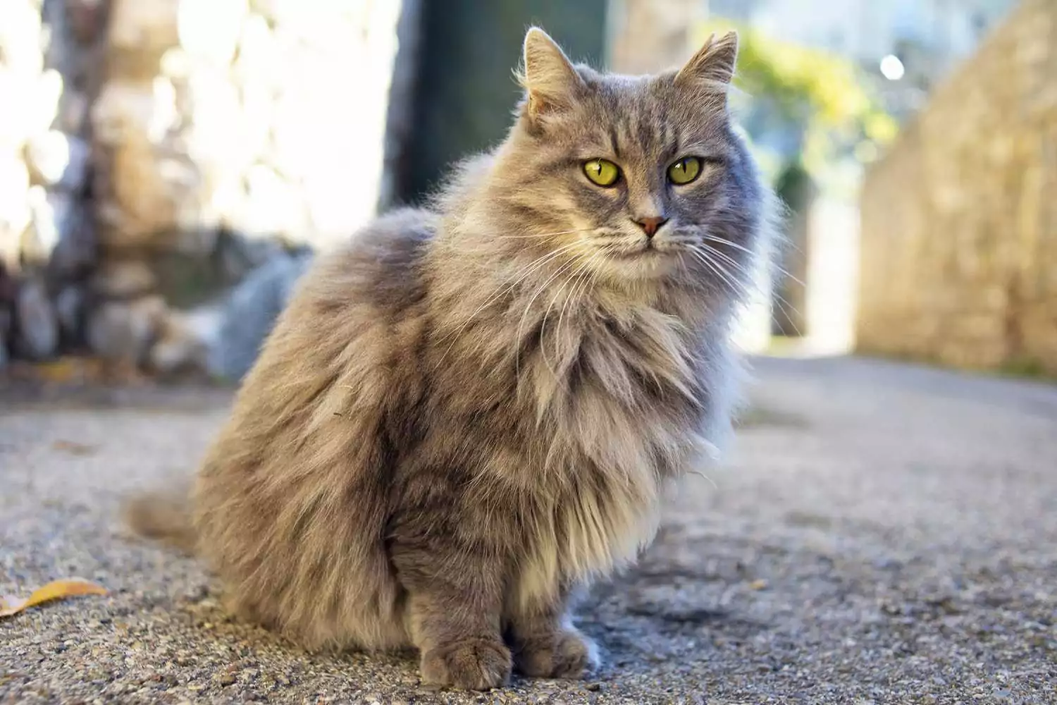 chat debout dans la rue à la recherche du Moyen Âge ;  Noms de chats du Seigneur des Anneaux
