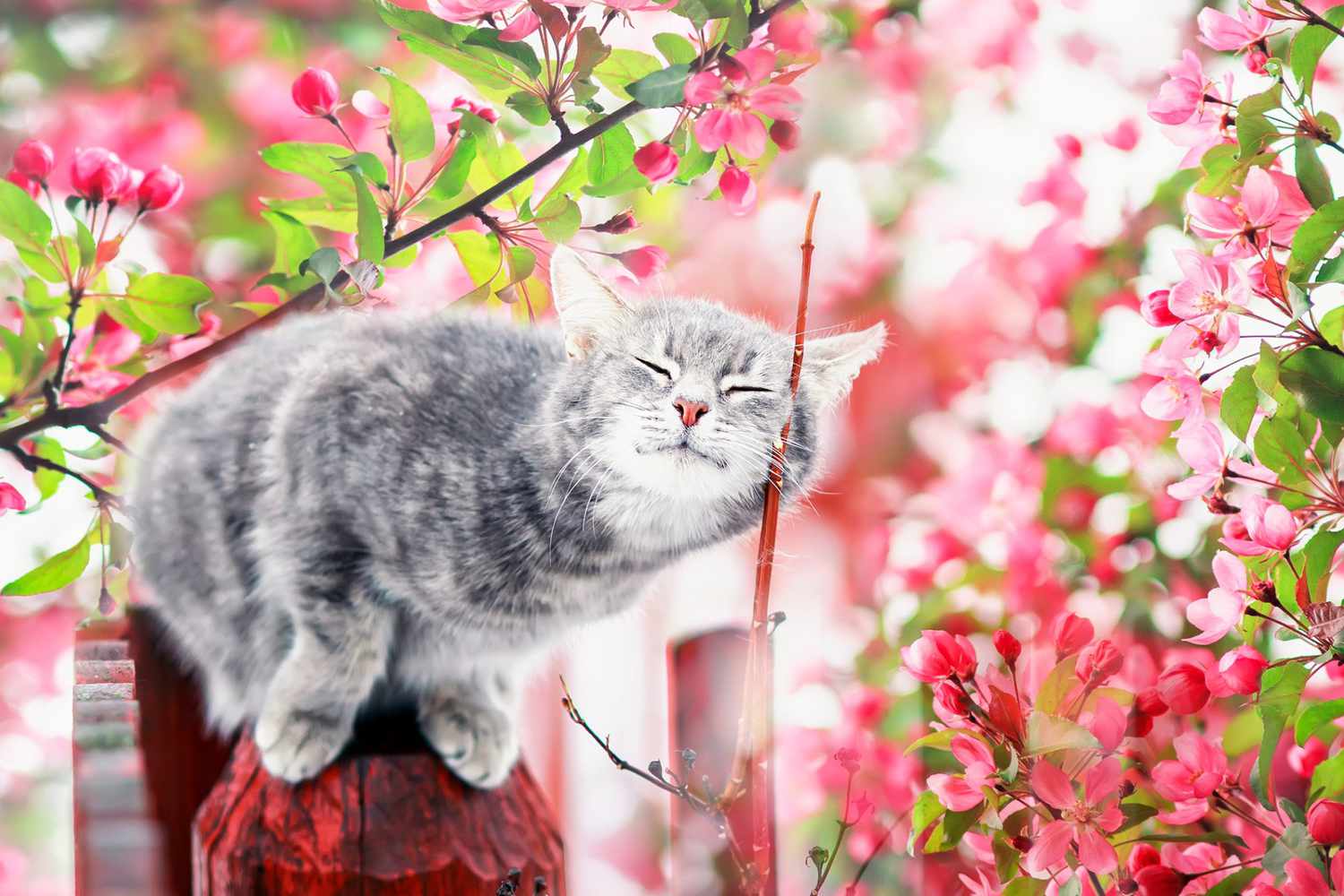 chat tigré gris assis près des fleurs de pommier roses