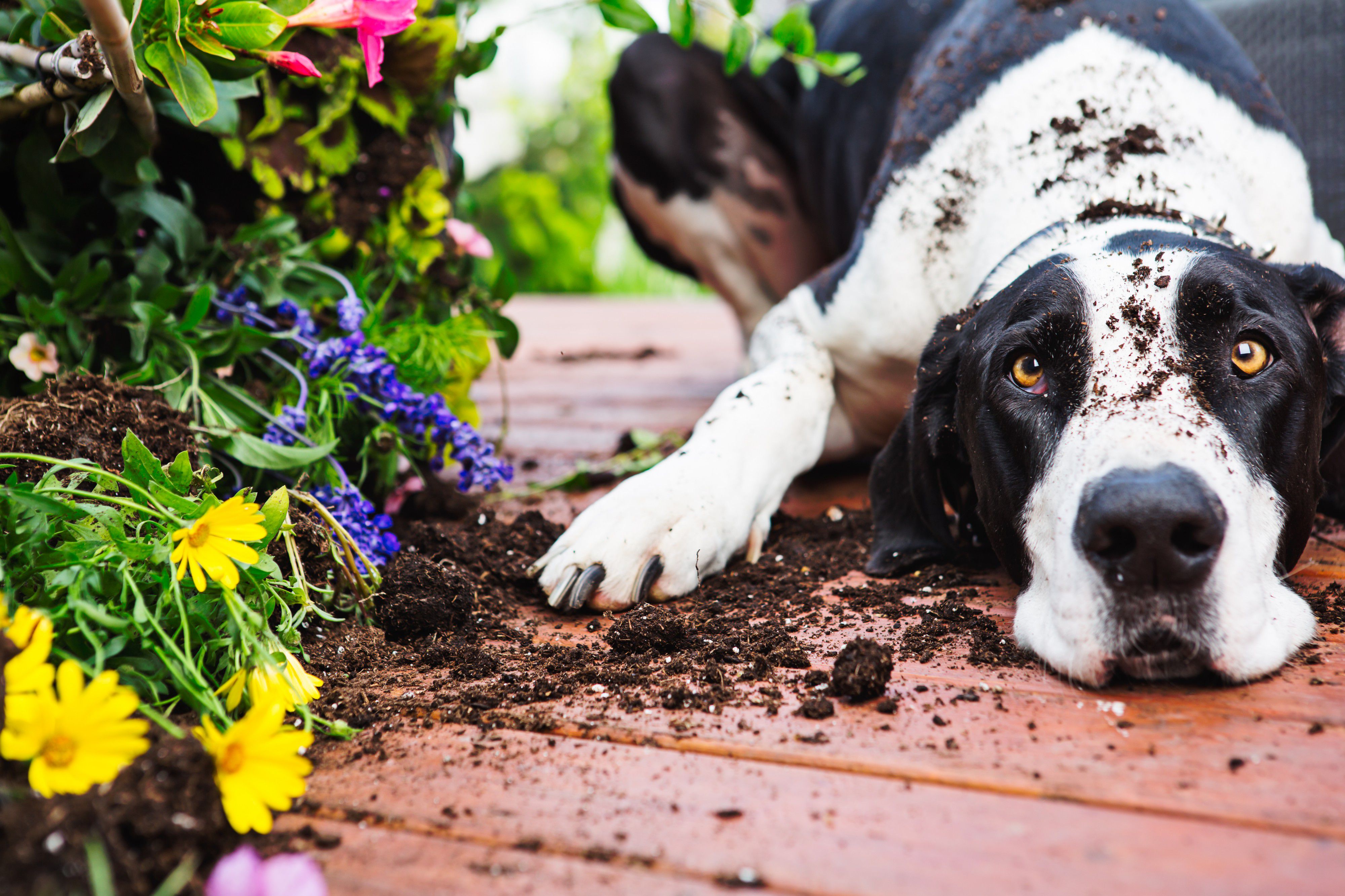 Gros chien avec de la terre sur la tête, posé près des fleurs