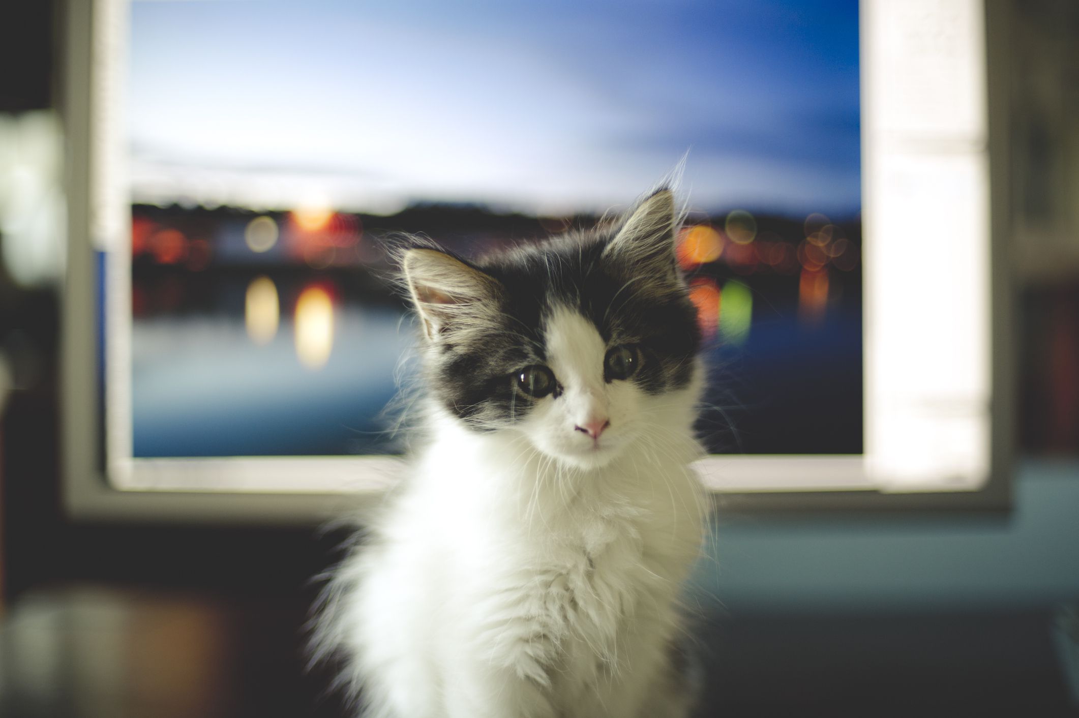 Chaton devant un écran d'ordinateur