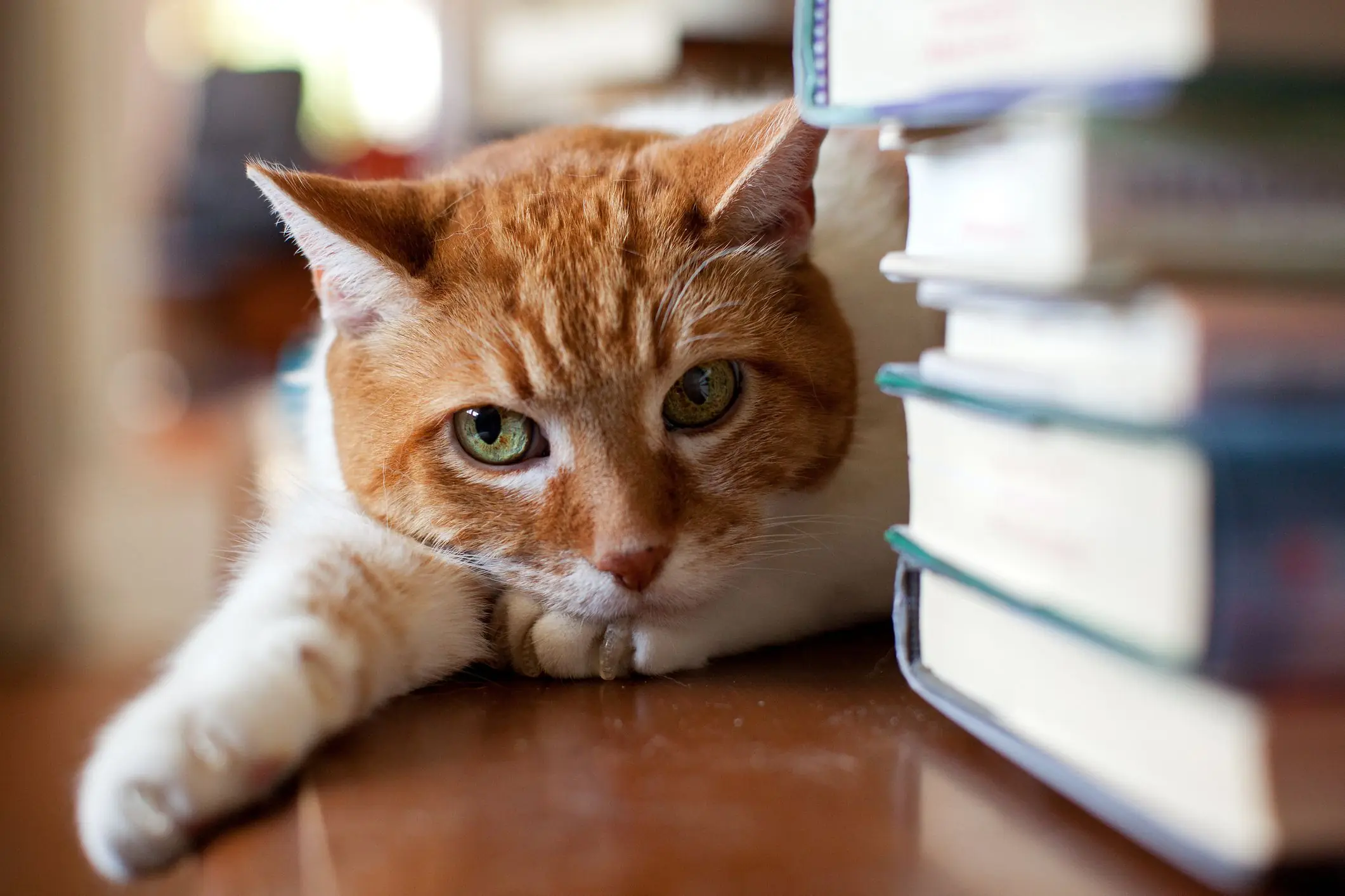 Chat orange couché près d'une pile de livres