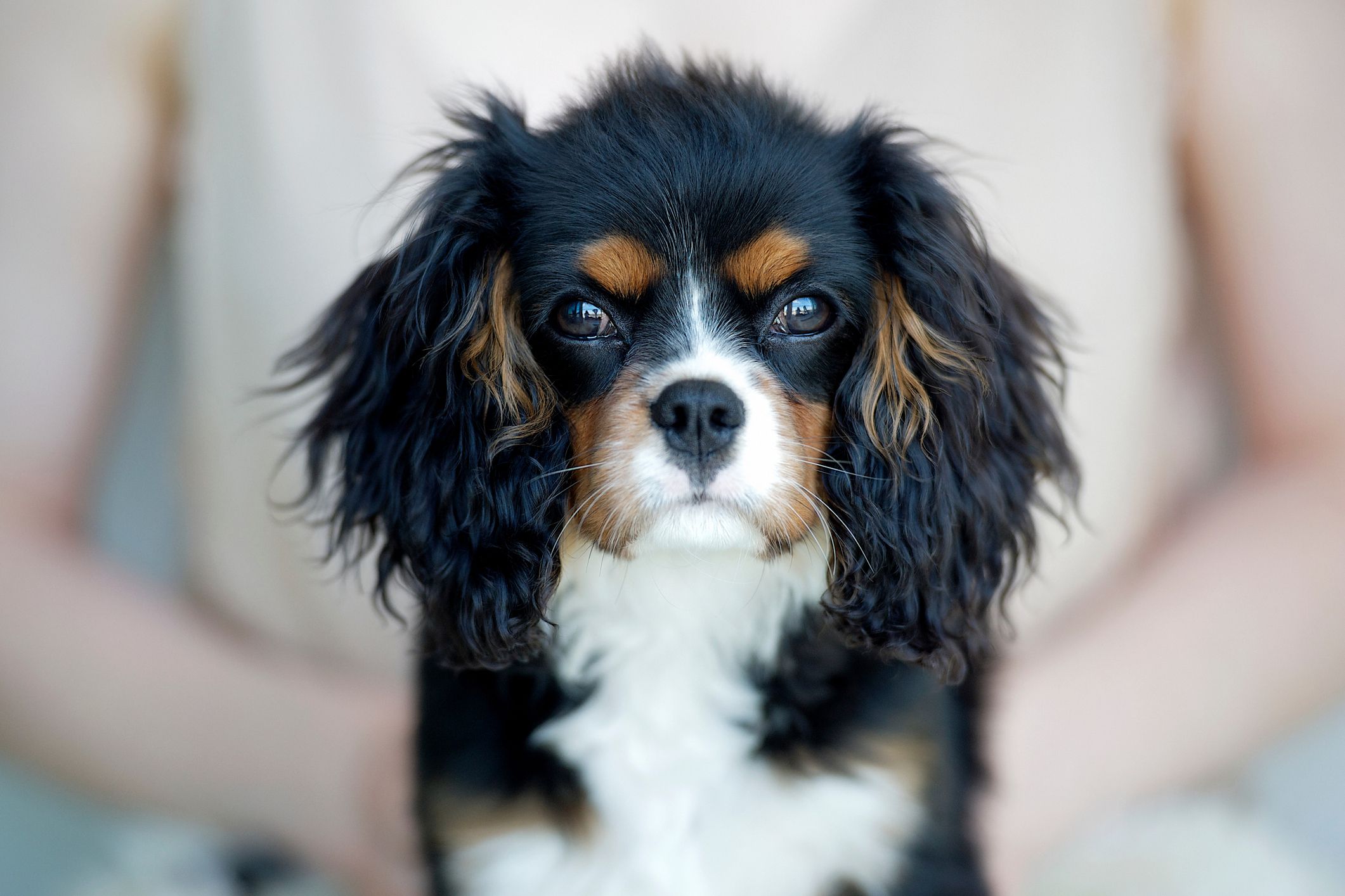 Cavalier roi Charles Spaniel; noms de chiens fantaisistes