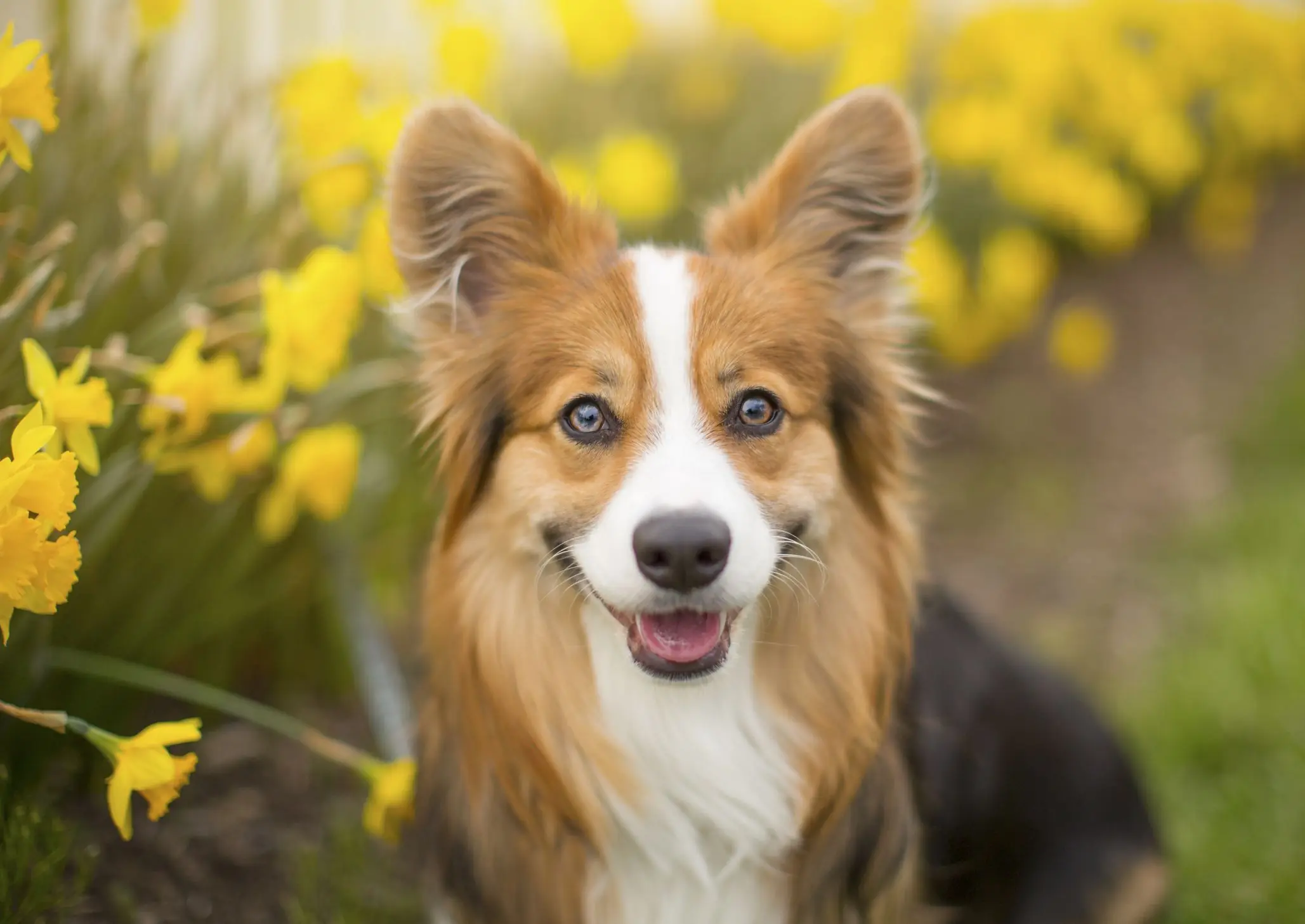Chien Corgi avec des jonquilles en arrière-plan