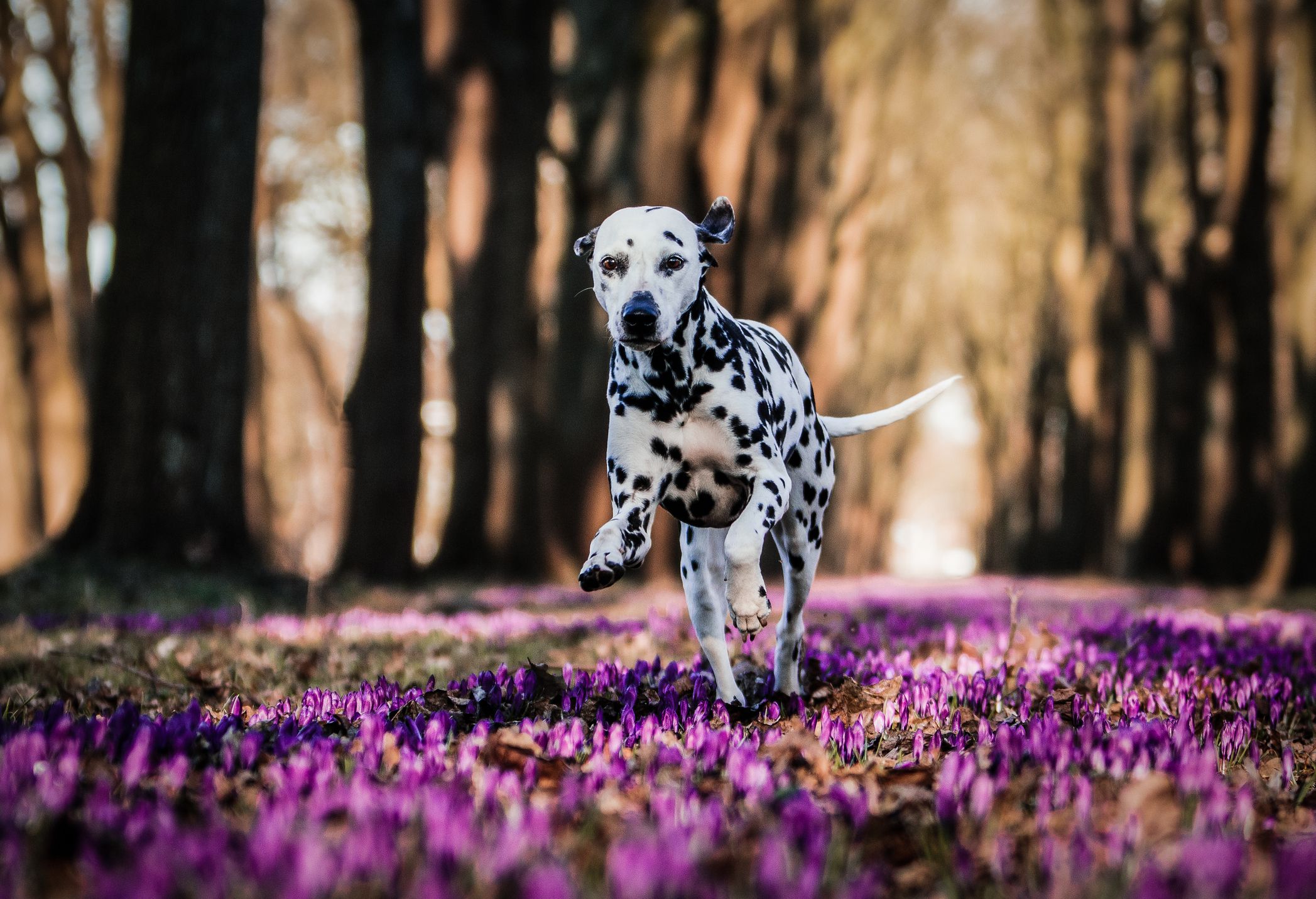 Chien dalmatien courant sur des fleurs violettes
