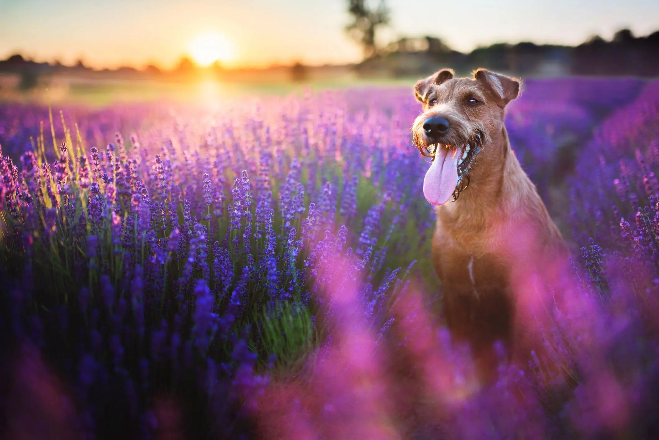 Chien brun assis dans un champ de fleurs violettes