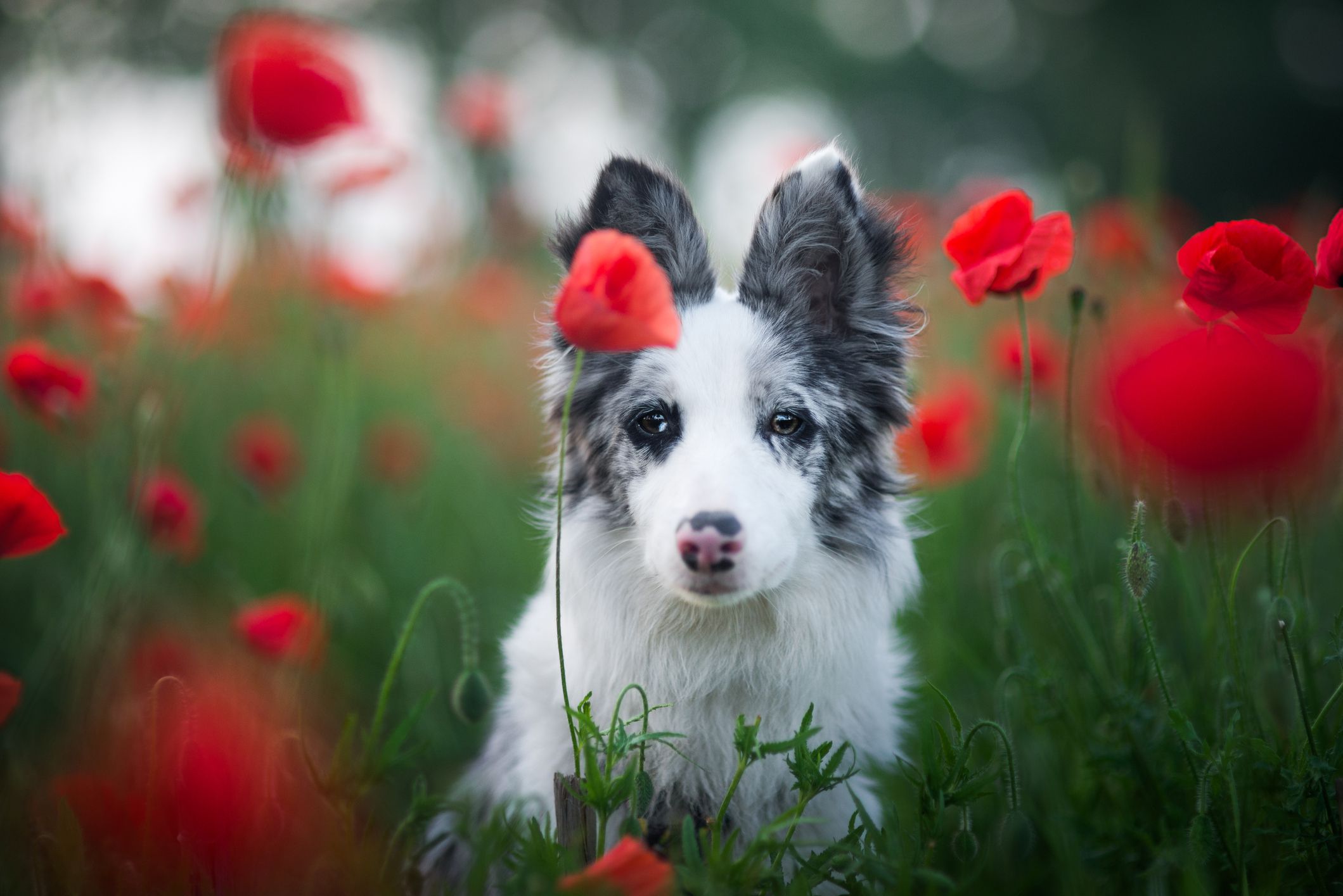 Chien regardant la caméra dans un champ de fleurs de pavot