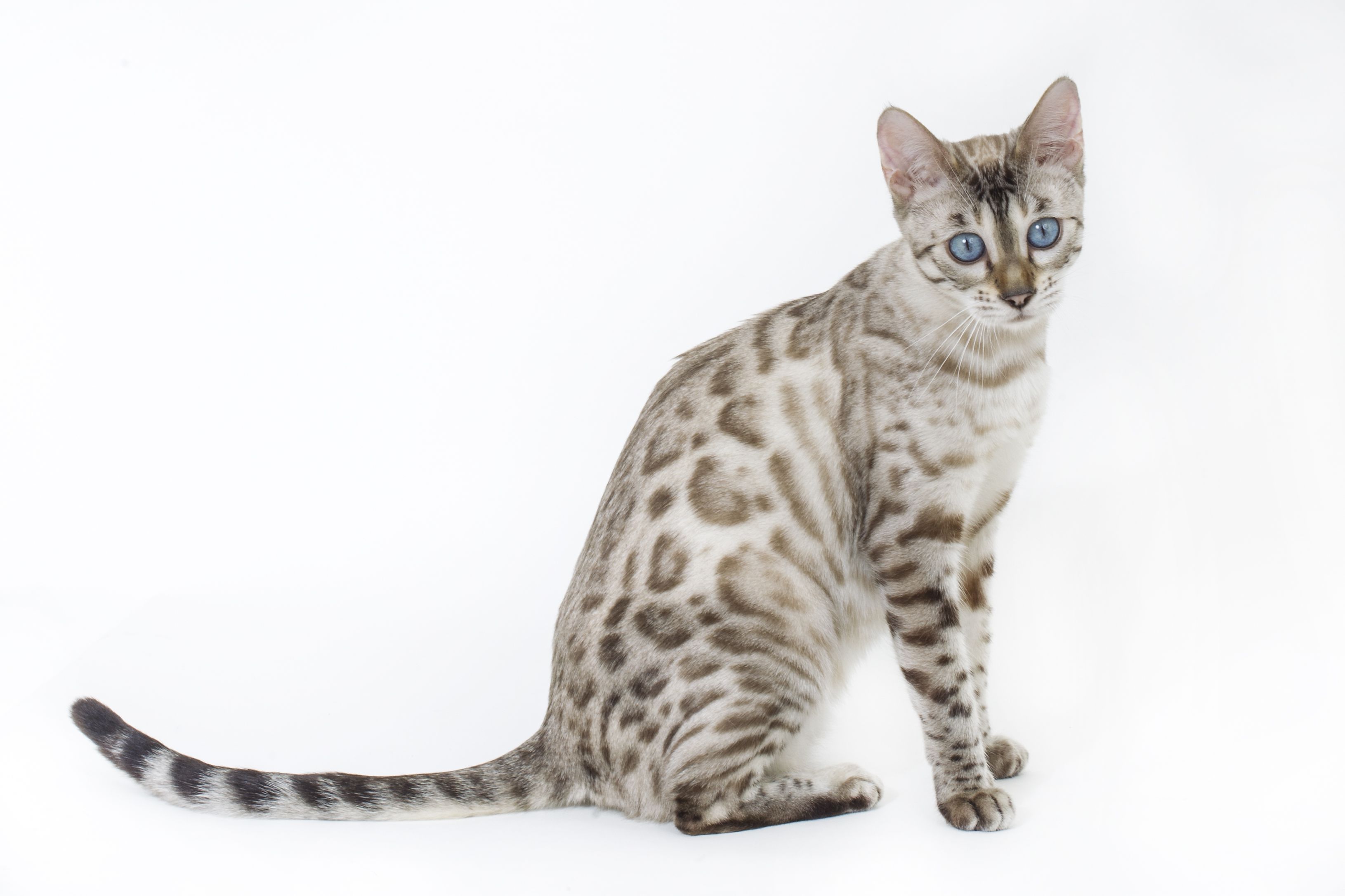 Chat du Bengale