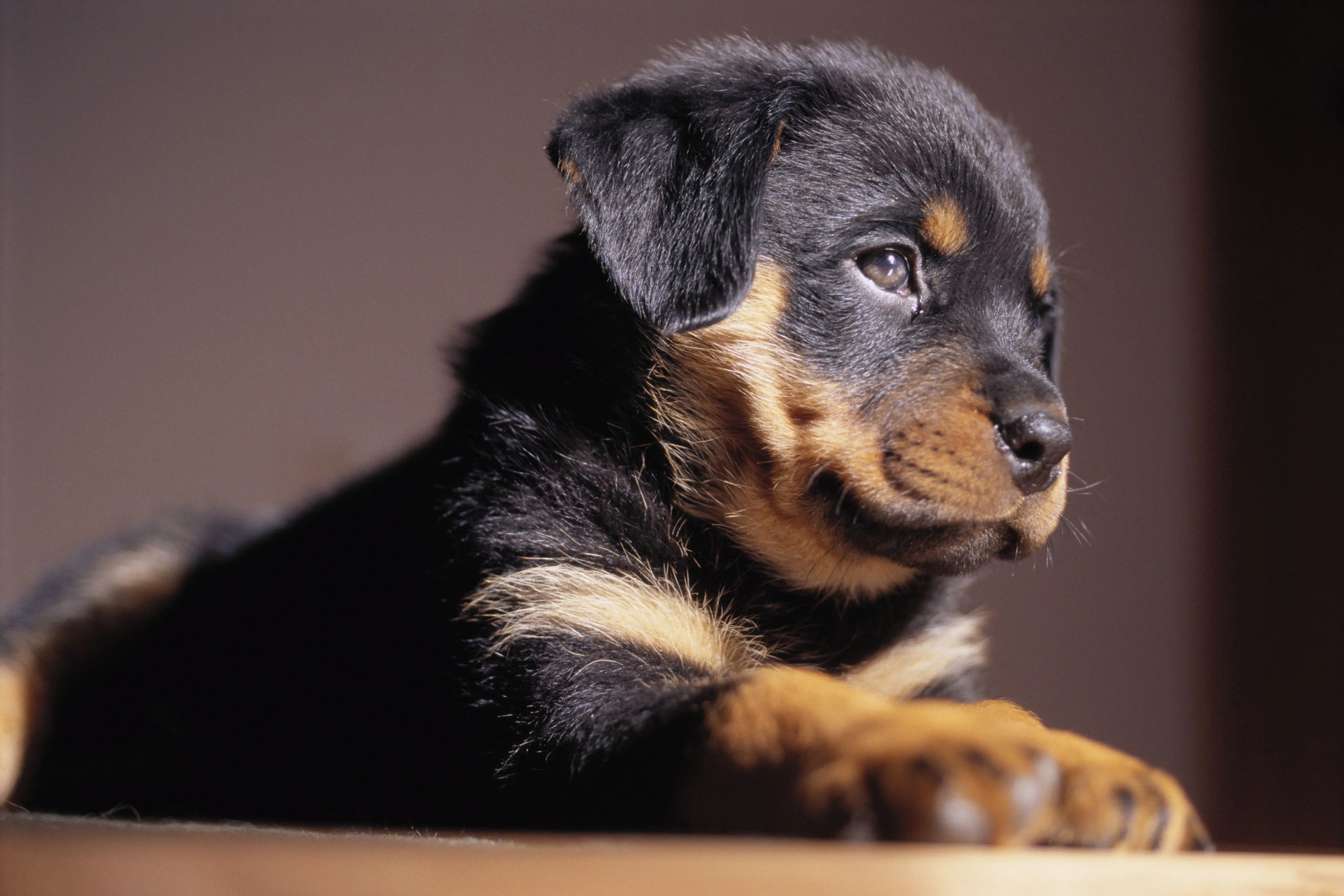 Chiot rottweiler