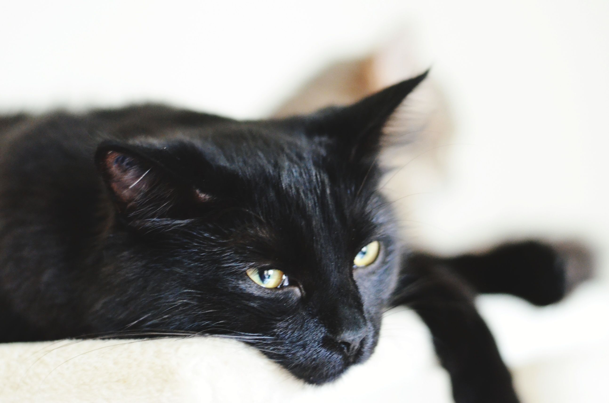 Chat noir relaxant