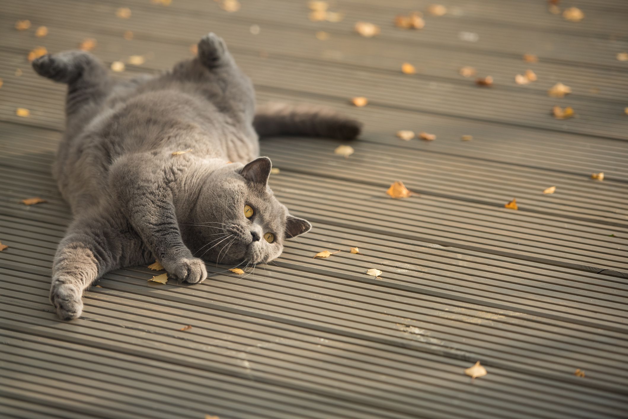 chat espiègle roulant sur la terrasse du jardin