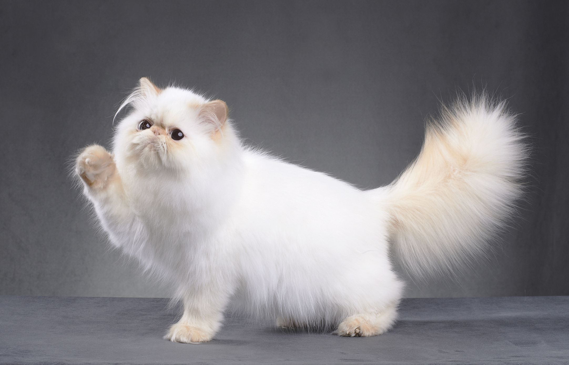 Chaton persan mignon