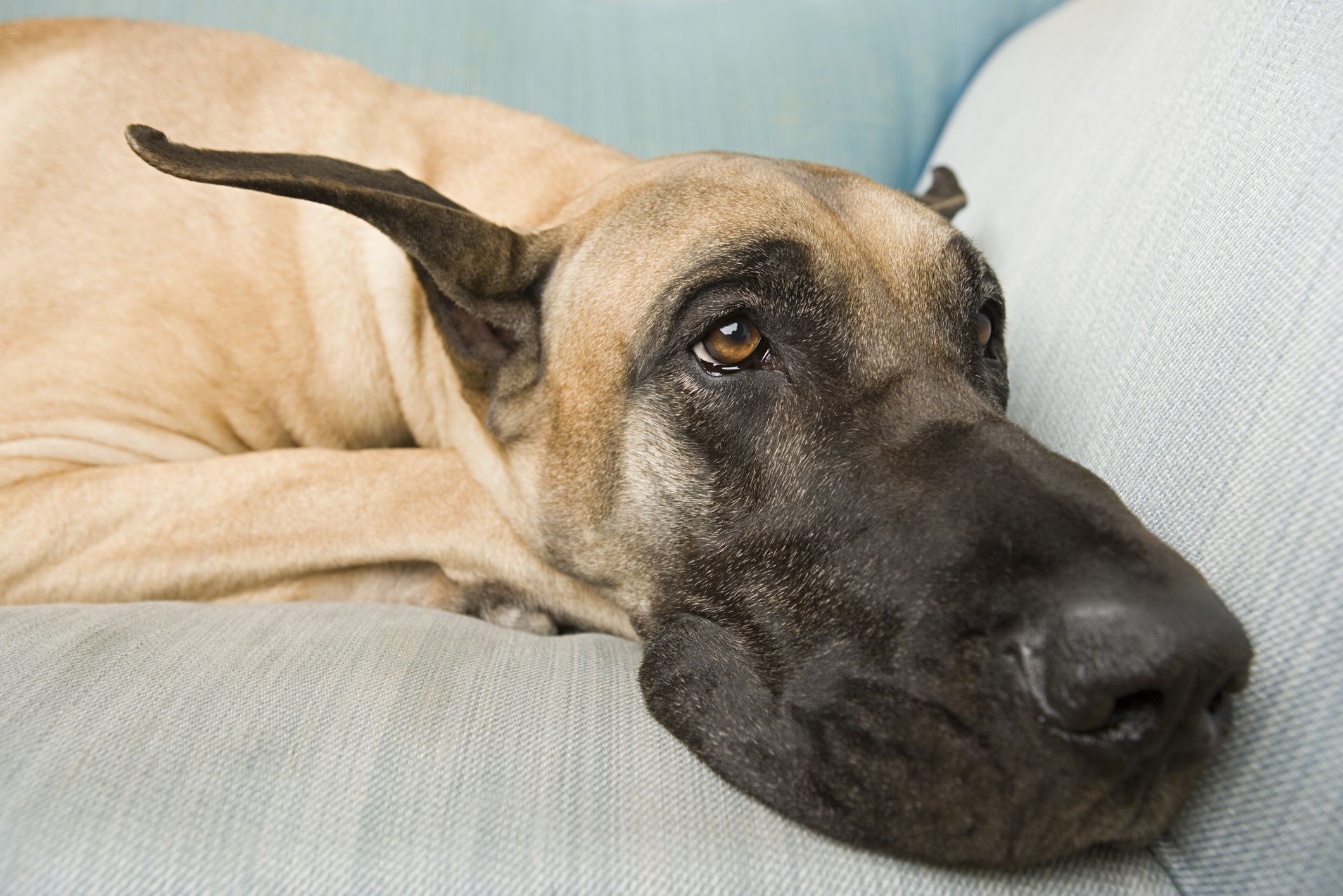 Dogue allemand reposant sur un canapé ;  Noms de chiens dogue allemand