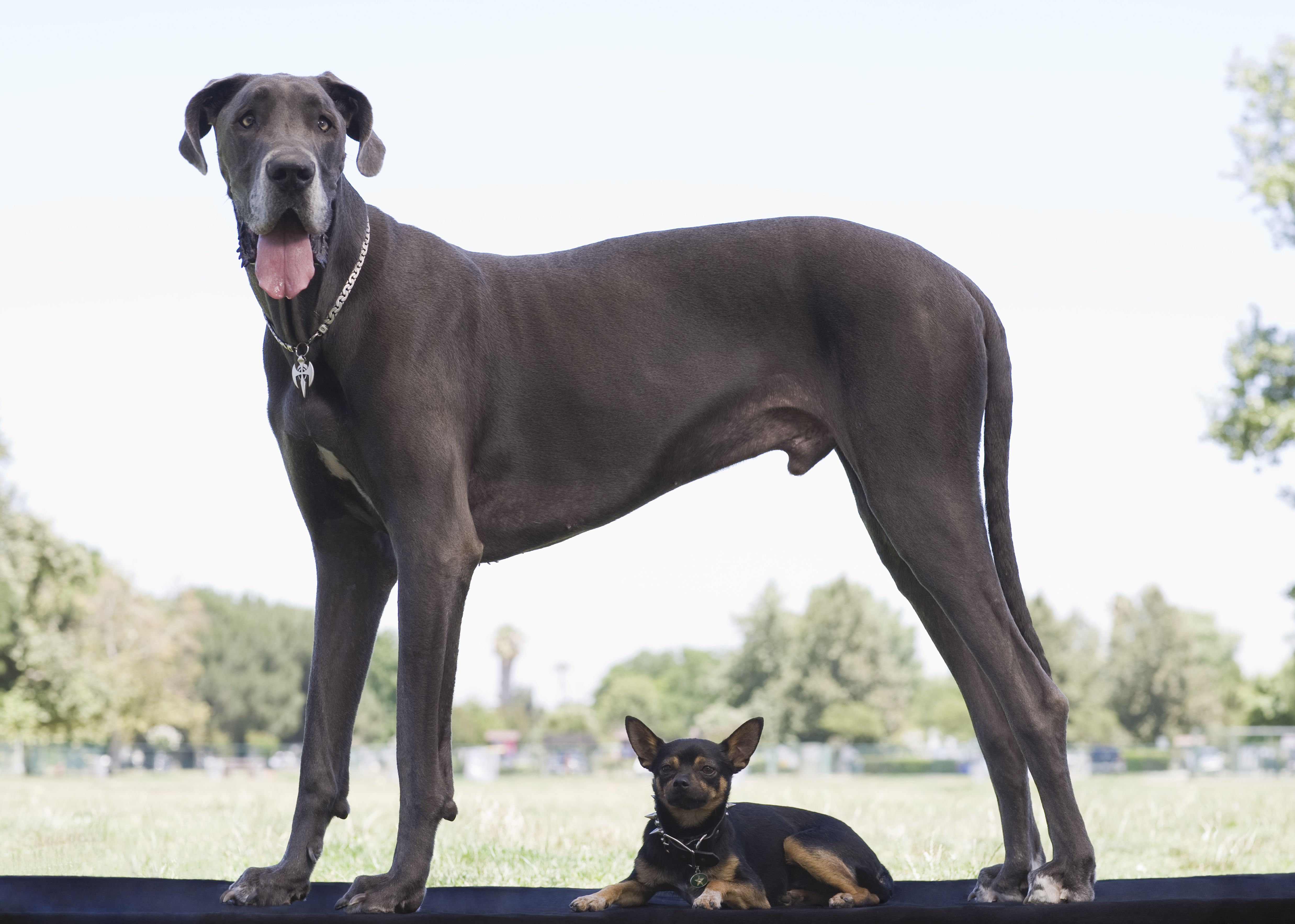 Chien de grande race Dogue Allemand debout sur un chien plus petit à l'extérieur