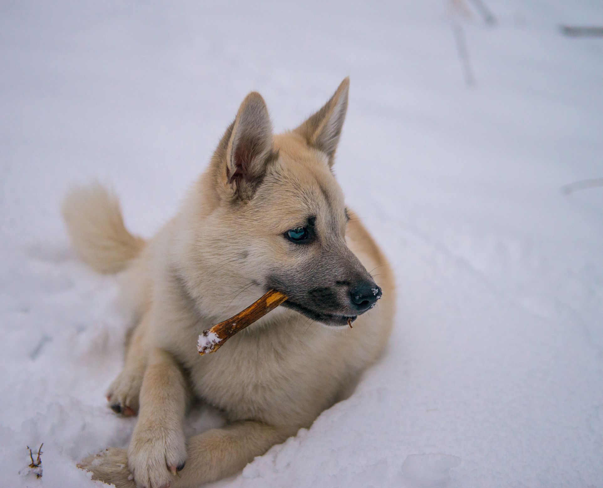 Chien norvégien dans la neige ;  Noms de chiens nordiques