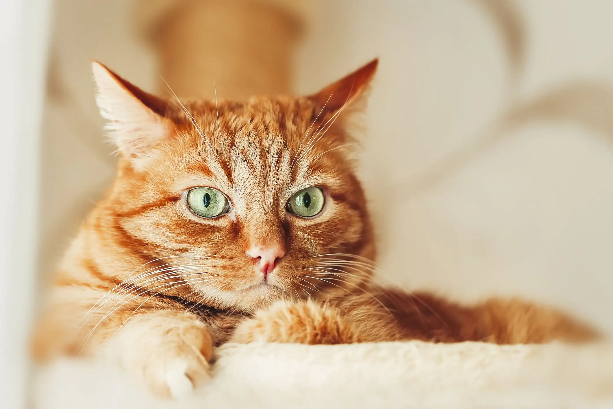 Portrait de chat orange aux yeux verts
